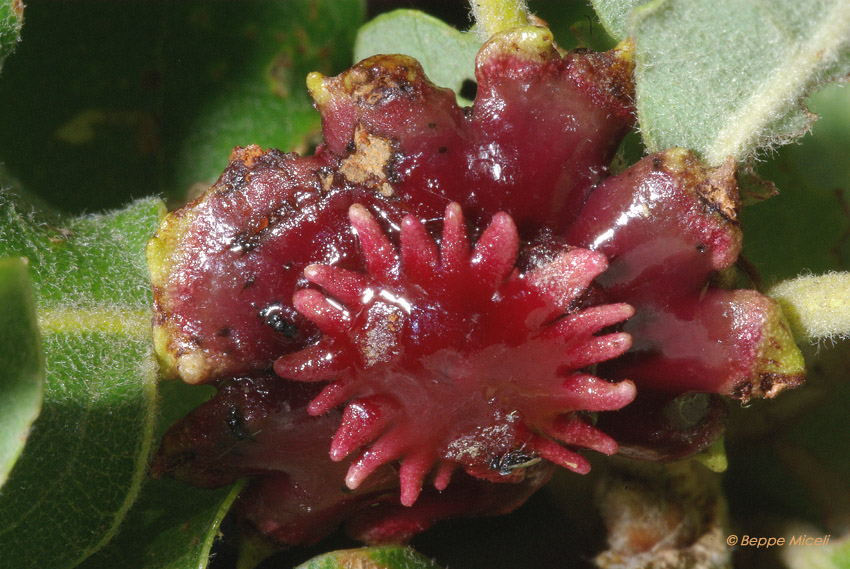 Andricus dentimitratus